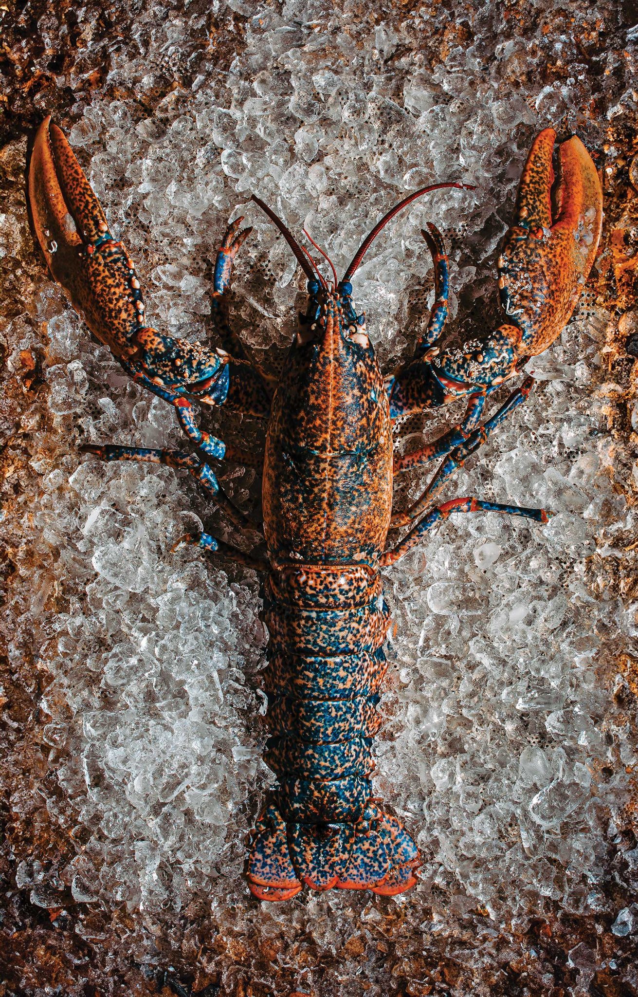 Lobster